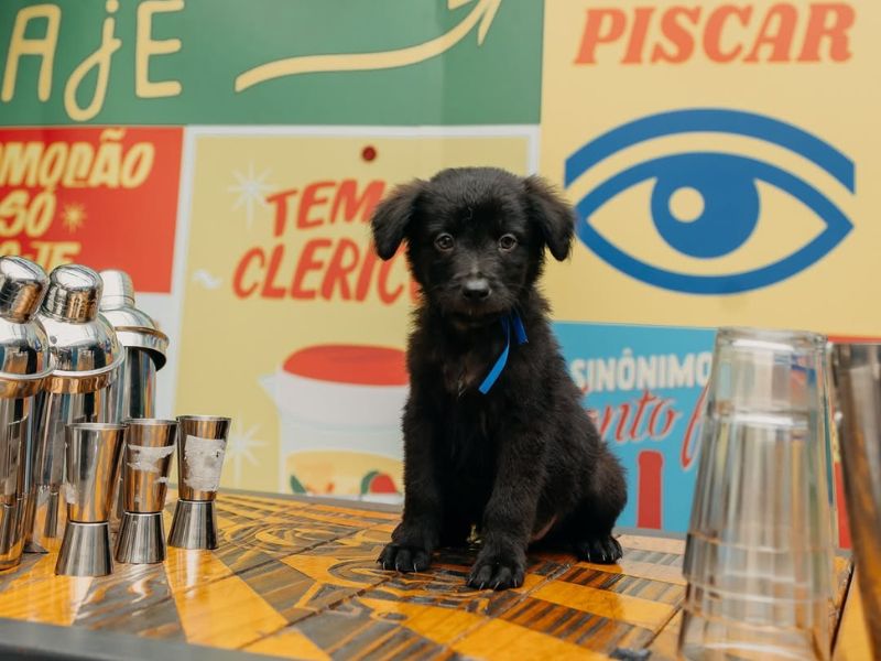 Dogs & Drinks reúne aula de coquetelaria, interação com cães e adoção  responsável - PetRadar